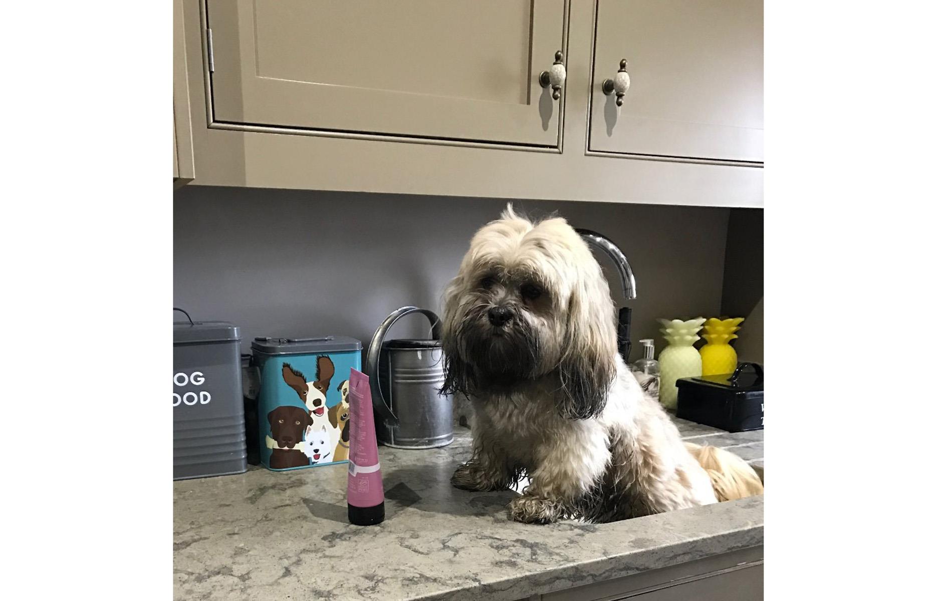 James Martin's dog sits in a sink